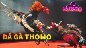 da-ga-thomo-tai-xeng88